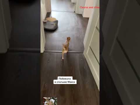 hello  #собака #chihuahua #chihuahuafanclub #собака #funnyanimal #chiuahua #pets #funny #yourcat