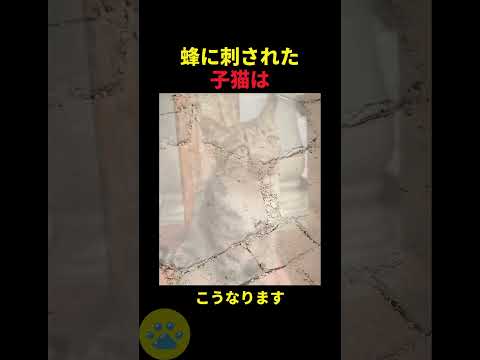 蜂に刺された子猫🤫暴露します🔥