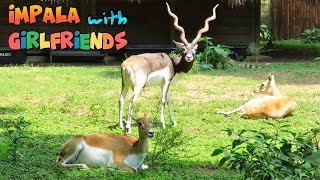 Impala With Girlfriends