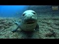 Hawaiian Monk Seal Conservation Challenges