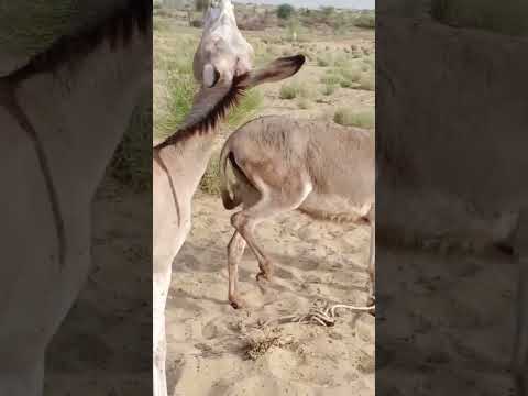 #animals #anmals #catfunny #donkey #catvideos #videos #travel #camel #comedy #viralshorts