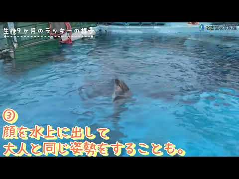 猫の動画サムネイル - 生後9か月のLcの様子☆