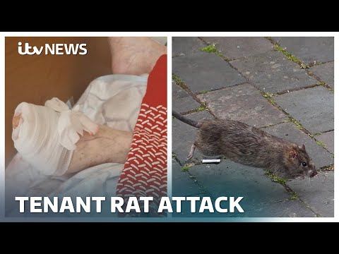 Disbelief as rat chews off toe of 88-year-old Southampton woman | ITV News