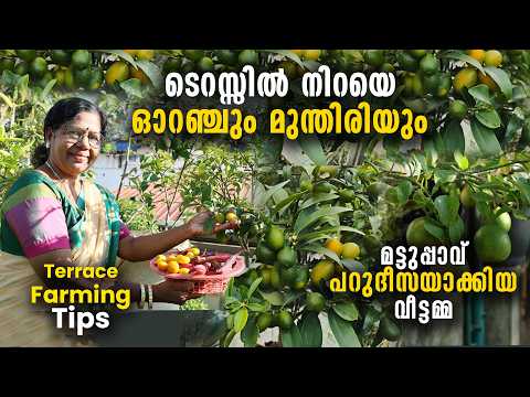 ടെറസ്സിൽ നിറയെ ഓറഞ്ചും മുന്തിരിയും  | മട്ടുപ്പാവ് പറുദീസയാക്കിയ വീട്ടമ്മ | Soilless Terrace Farming