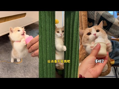 【#一只又廷】小奶猫：为什么要抢走我的奶瓶？呜呜呜