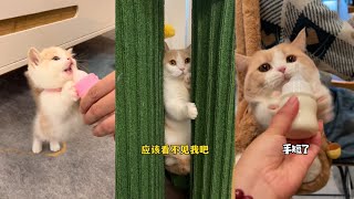 【#一只又廷】小奶猫：为什么要抢走我的奶瓶？呜呜呜