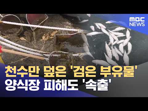 천수만 덮은 '검은 부유물' 양식장 피해도 '속출' (2026.07.28/뉴스데스크/대전MBC)
