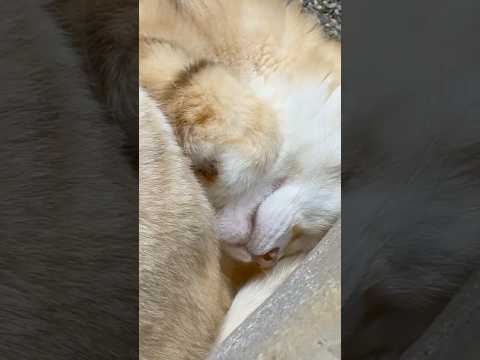 那須どうぶつ王国で見るスナネコ・アルドくんのかわいい寝姿 サムネイル
