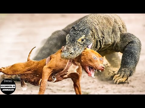 El Dragón Gigante De Komodo Ataca Brutalmente A Los Perros Y ¿qué Pasa Después? | Mundo Animal