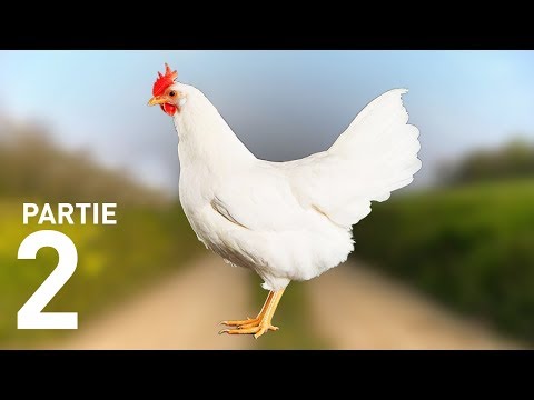 COMMENT J'AI FAIT ÉCLORE DES OEUFS DU SUPERMARCHÉ - Marius Raconte