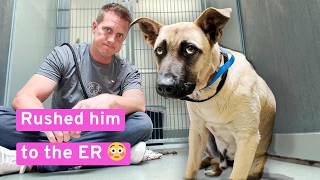 Abandoned Dog Finally Wags His Tail (Update: his medical situation has spiraled 🥺)