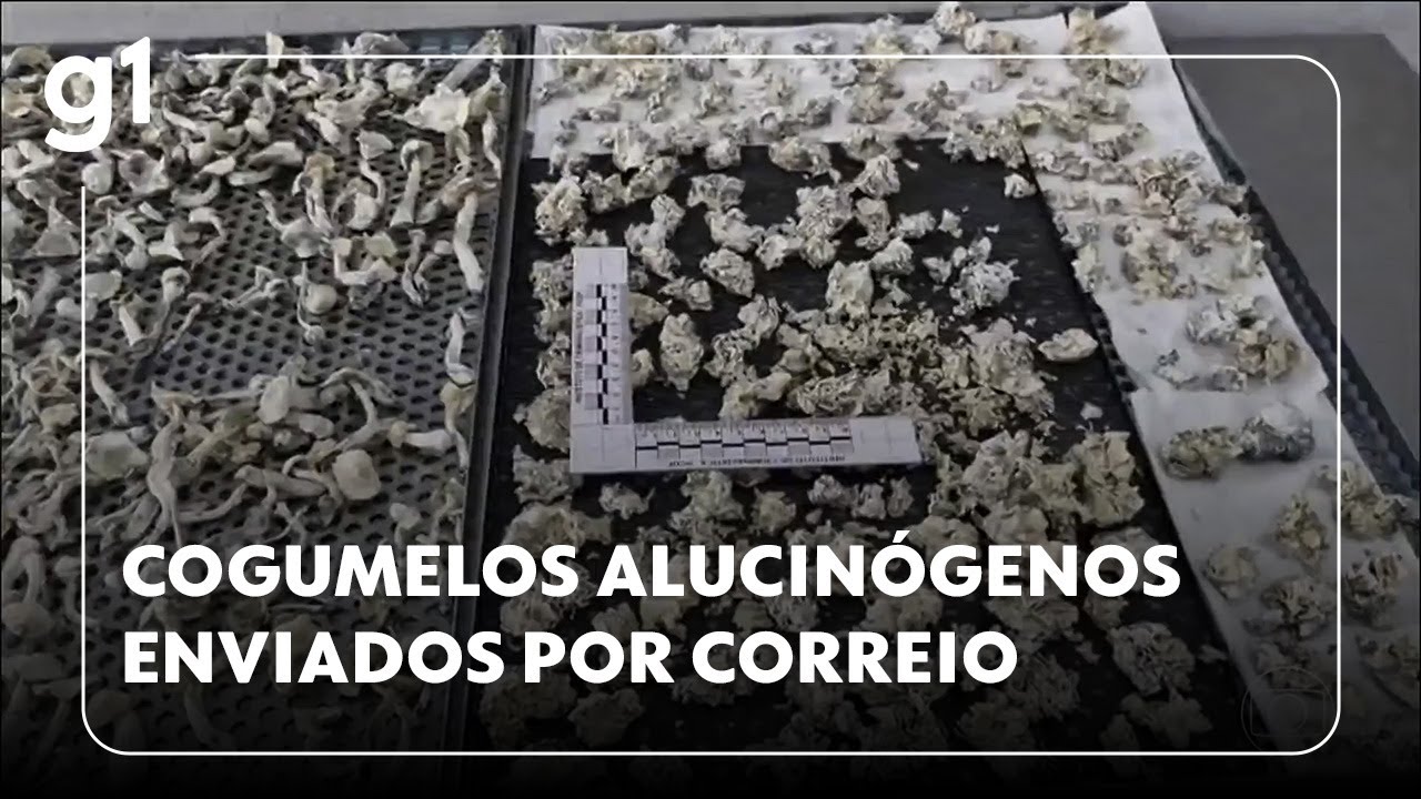 Jornal Hoje operação prende quadrilha suspeita de comandar rede ilegal de cogumelos alucinógenos