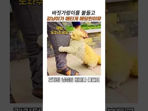 바짓가랑이 붙들고 애타게 도움구하는 길냥이#감동동물#새끼길고양이구조#고양이모성애