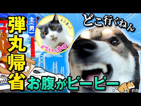 下痢になっちまった柴犬を置いて、急遽帰省する不安しかない飼い主