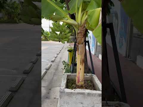 Banana tree #shortvideo #shortsfeed