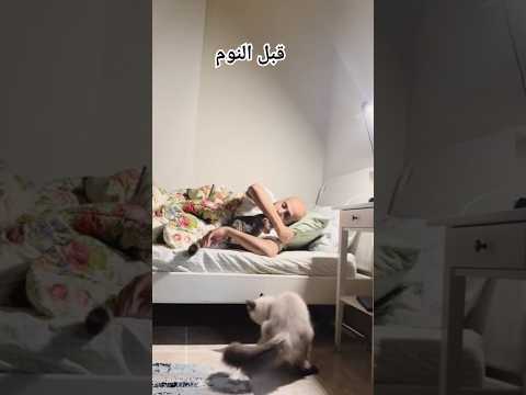 قبل النوم🤎 #قطط #cat #zozo #catlover #for