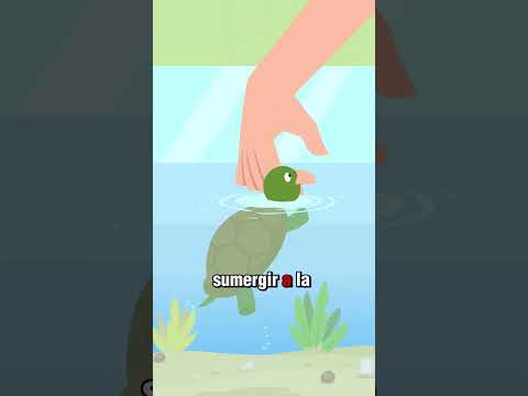 No cometas estos errores si una tortuga te muerde! 🐢⚠️
