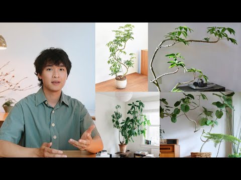20 Trees You Can Grow as Houseplants | Indoor Trees