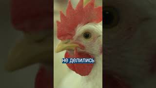 Суд Не Смог Поделить 29 Кур Пополам