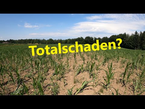 Corn broken... all for nothing again?