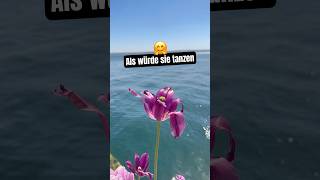 Was fühlst du, wenn du sie siehst? 🌸 #freiheit #lebendigkeit #leichtigkeit