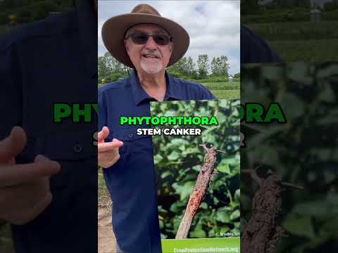 Red Crown Rot: A Spreading Threat in Midwest Crops #shorts