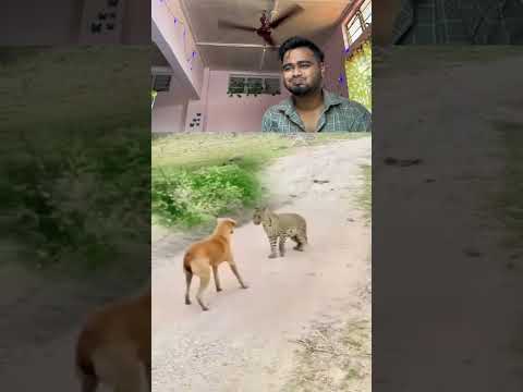 Try to don’t laughing #funnyanimal #funnyanimals #cuteanimals #animals #funnythings