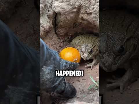 This Frog Doesn't Play Games! 😱