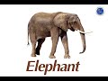 Identifying Animals in Vietnamese