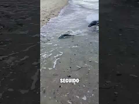 Esse homem tentou ajuda o peixe mas quase que atrapalhou #curiosidades