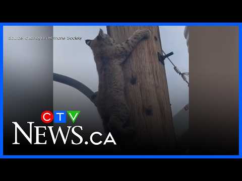 Baby bobcat stuck up <strong>power</strong> pole
