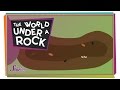 Exploring Life Under Rocks