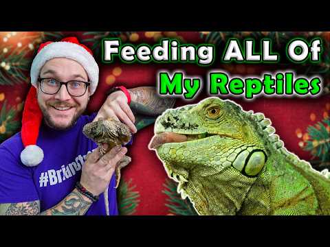 Feeding All My Reptiles Holiday Treats