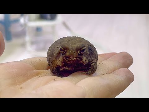  10ヶ月ぶりにカエルを土から掘り出しました