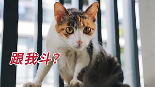 離成功只差一步！為保護孩子懷孕浪貓極限逃生，我輸了｜李喜猫
