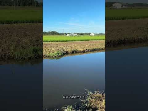【ショート動画】野のへらぶな釣り| 田園風景　夏の朝　用水路　癒し