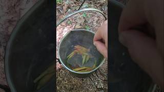 Eating Daylily flowers and flowers buds