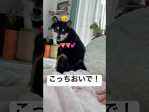 どの角度から見てもかわいい黒柴の魅力と癒しのポイント サムネイル
