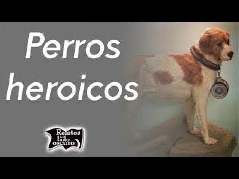 Perros heroicos | Relatos del lado oscuro