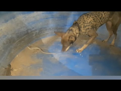✅ OLHA OQUE O CACHORRO ACHOU NA PISCININHA