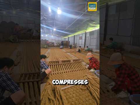 How do Vietnamese people turn coconut fiber into mats? #coconut #shorts