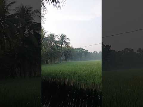 পরিবেশ টা দারুন #ytshorts #viewskaisebadhaye #follow #increasesusbcribers #foryou