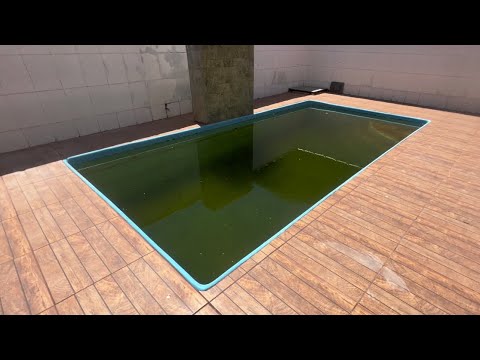 Limpando piscina verde apenas com um produto - Rhuan Felix #limpeza #pool #dicas #piscinas #verão