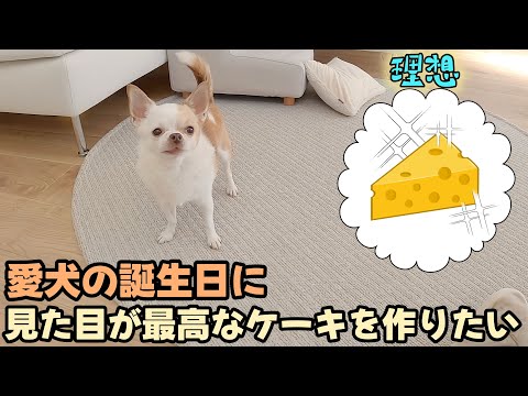 全力挑戦！愛犬のために映えすぎるケーキ作ってみた