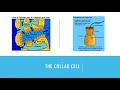 Sponge Anatomy and Function