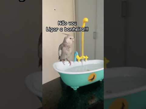 Não vou ligar a banheira para calopsita • #shorts