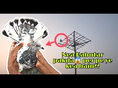 Ek kabutar pakad liya | How to catch a pigeon 😍