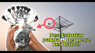 Ek kabutar pakad liya | How to catch a pigeon 😍