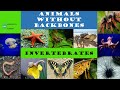 Animal Classification and Characteristics