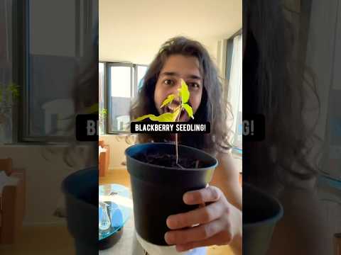 Baby blackberry | creative explained